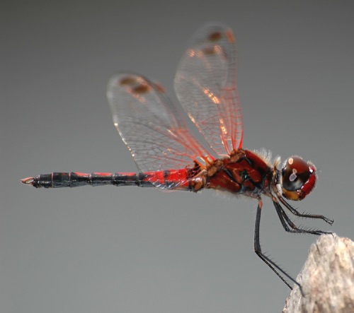 Male
2008_07_17_Floyd